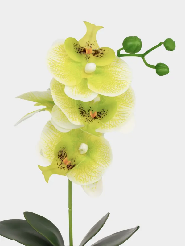 Жасанды өсімдік, 34 см, құмырада, TPE/керамика, Жасыл орхидея, Orchid, image-1