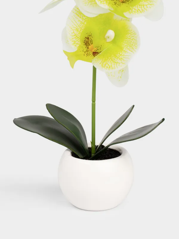 Жасанды өсімдік, 34 см, құмырада, TPE/керамика, Жасыл орхидея, Orchid, image-2