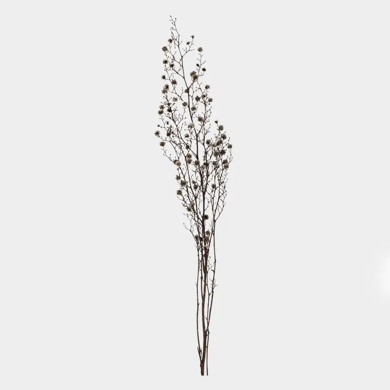 Ветка декоративная, 63 см, сухоцветы, Черно-белая стиллингия, Dried flower