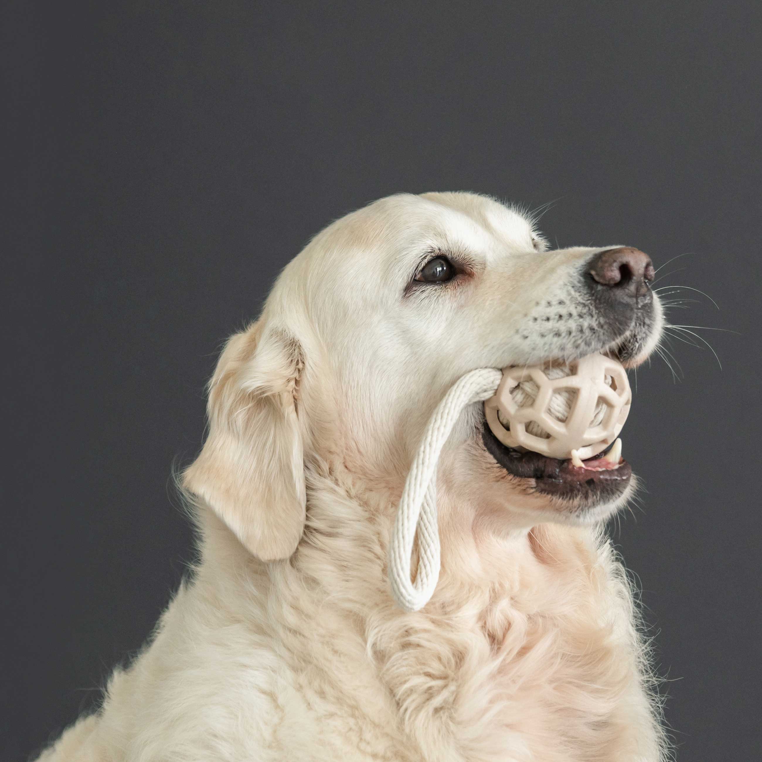 Игрушка для собак, 7х21 см, резина/хлопок, бежевая, Шар на петле, Playful pet, image-1