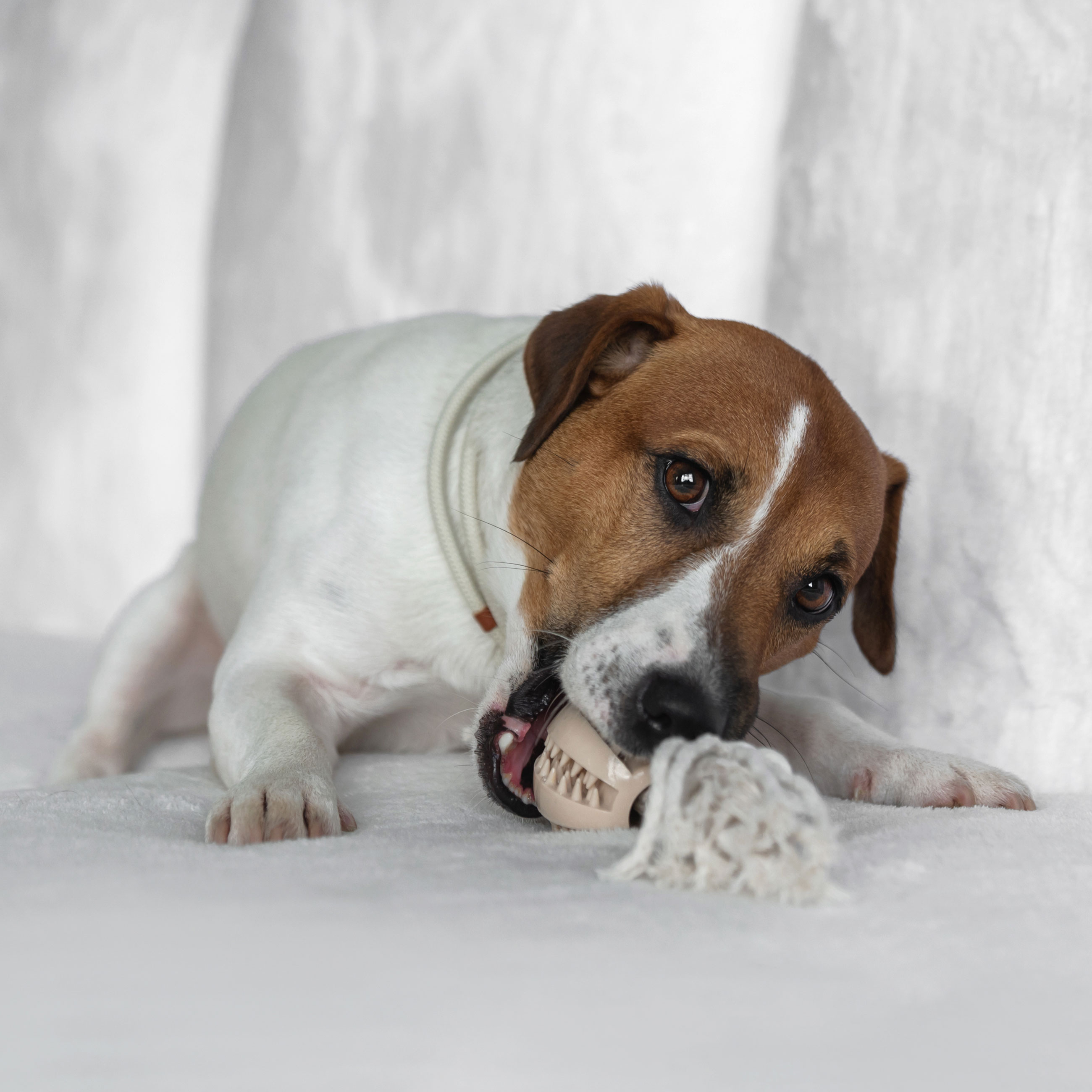 Игрушка для собак, 28 см, резина/хлопок, бежевая, Шар на канате, Playful pet, image-1