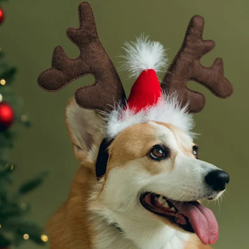 Иттерге арналған карнавал жиегі, 32х28 см, полиэстер, қоңыр, Бұғы мүйізі, Christmas pet, image-4