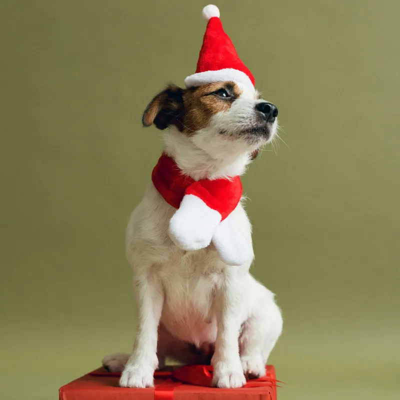 Жануарларға арналған карнавал жиынтығы, 2 зат, шарф/қалпақ, полиэстер, қызыл, Санта, Christmas pet, image-4