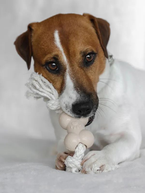 Игрушка для собак, 21 см, резина/хлопок, бежевая, Кость на канате, Playful pet, image-4