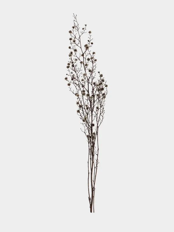 Ветка декоративная, 63 см, сухоцветы, Черно-белая стиллингия, Dried flower, image-0