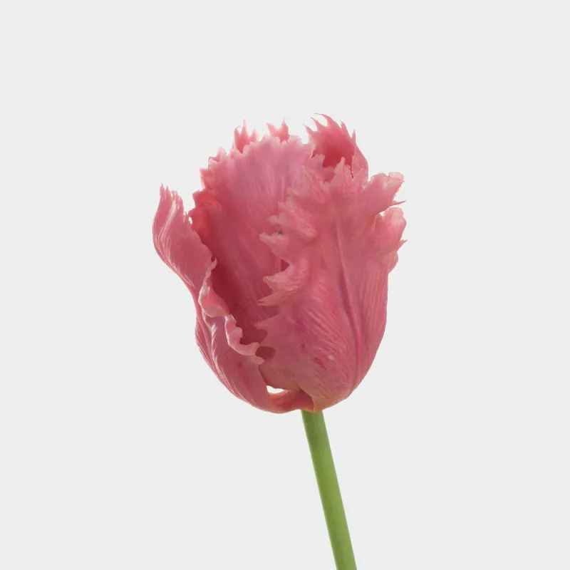 Жасанды гүл, 47 см, ТЭП, Күлгін қызғалдақ, Tulip garden, image-2