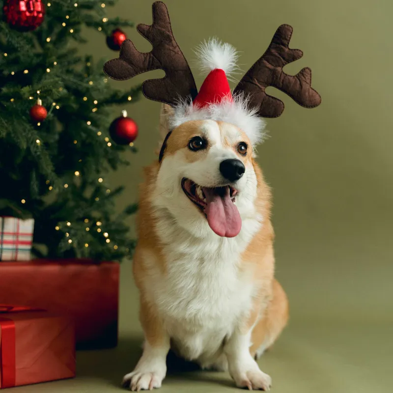 Иттерге арналған карнавал жиегі, 32х28 см, полиэстер, қоңыр, Бұғы мүйізі, Christmas pet, image-5