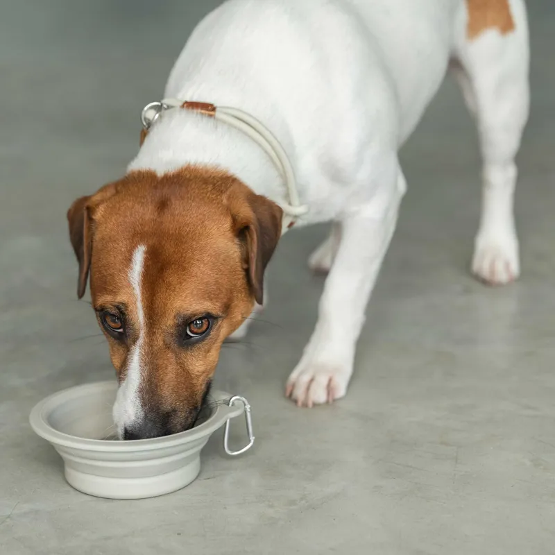 Жануарларға арналған ыдыс, 14х15 см, 420 мл, жол, жиналмалы, пластик / резеңке, сұр, Жылдам үй жануарлары, image-4