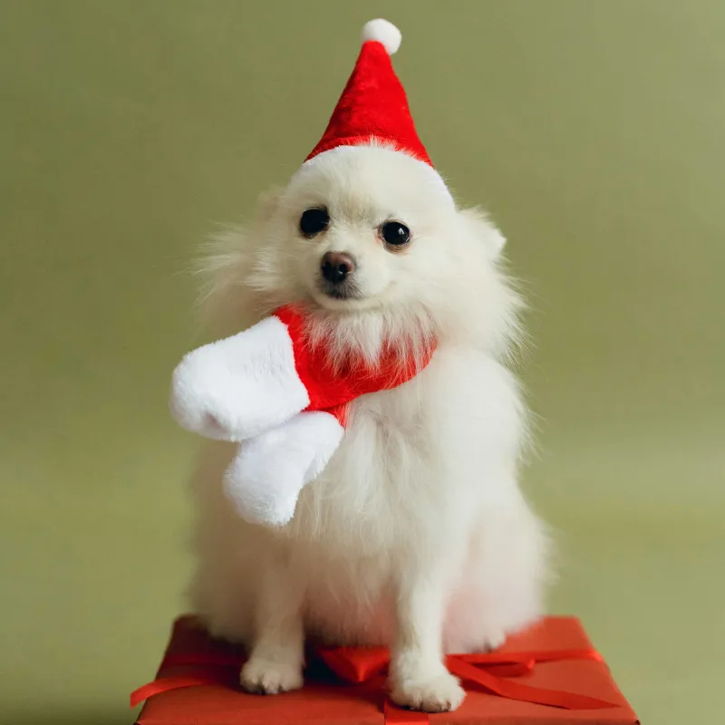 Жануарларға арналған карнавал жиынтығы, 2 зат, шарф/қалпақ, полиэстер, қызыл, Санта, Christmas pet, image-5